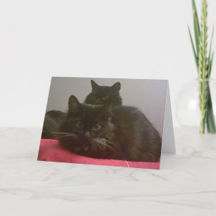 Carte de voeux pour deux chats noirs
