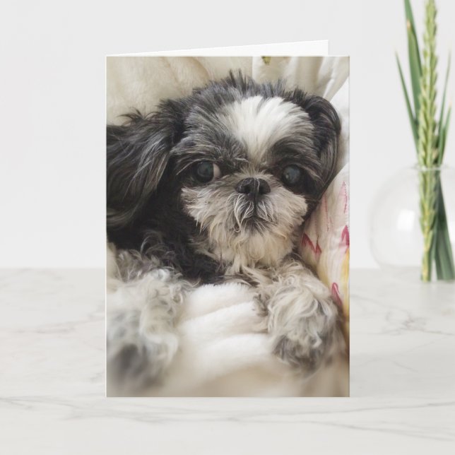 Carte de voeux pour fille Shitzu (Devant)