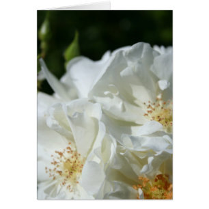 Carte de voeux pour la photographie florale Roses