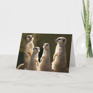 Carte de voeux pour l'anniversaire de Meerkat