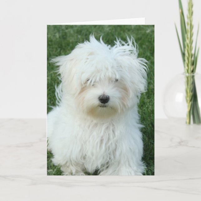 Carte de voeux pour les chiots maltais (Devant)