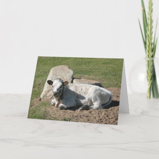 Carte de vœux pour veau Longhorn - Carte postale v (Devant)