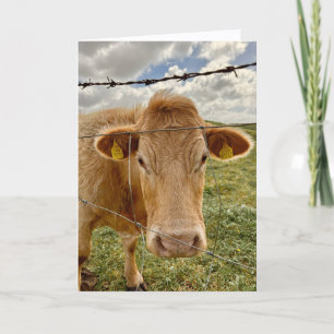 Carte de vœux pour vous de la part d'une vache