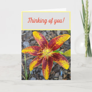 Carte de vœux pour vous Lilly