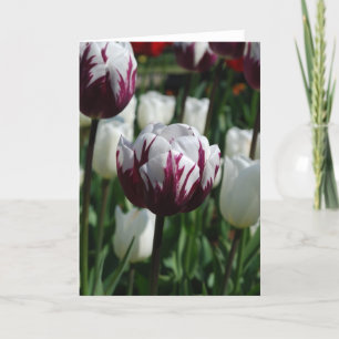 Carte de voeux pourpre et blanche de tulipe