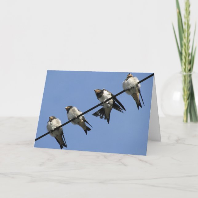 Carte de voeux : poussins d'hirondelle sur un (Devant)