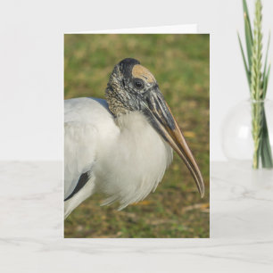 Carte de voeux - Profil de la cigogne à bois