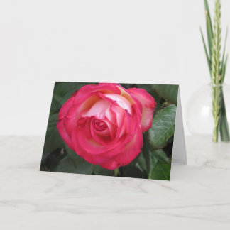 Carte de voeux Red Rose