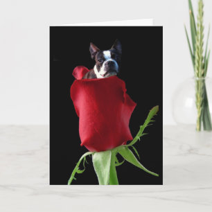 Carte de voeux Red Rose Boston Terrier