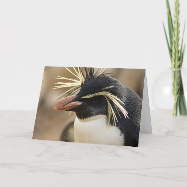 Carte de voeux Rockhopper Penguin (Devant)