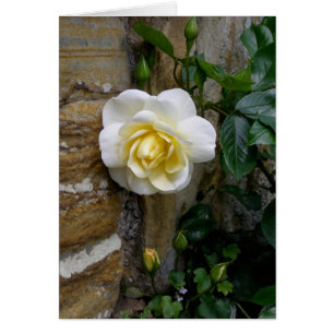 Carte de voeux Rose en anglais blanc