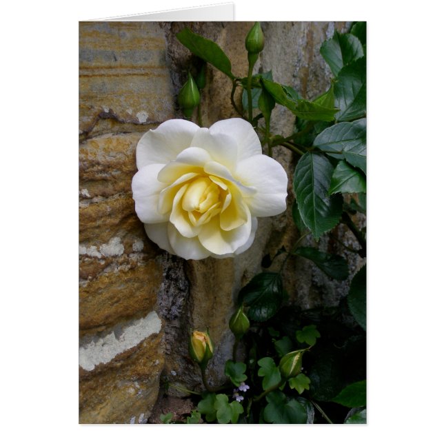 Carte de voeux Rose en anglais blanc (Devant)