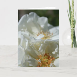 Carte de vœux Roses blanches sauvages douces