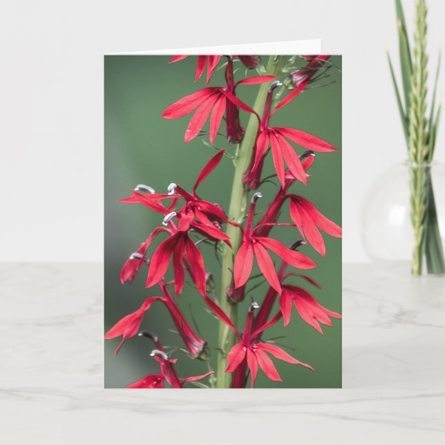 Carte de voeux rouge Cardinal Flower (Devant)