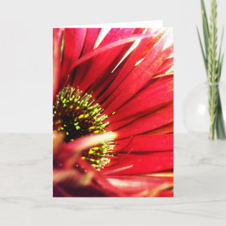 Carte de voeux rouge en épi de blanc de marguerite