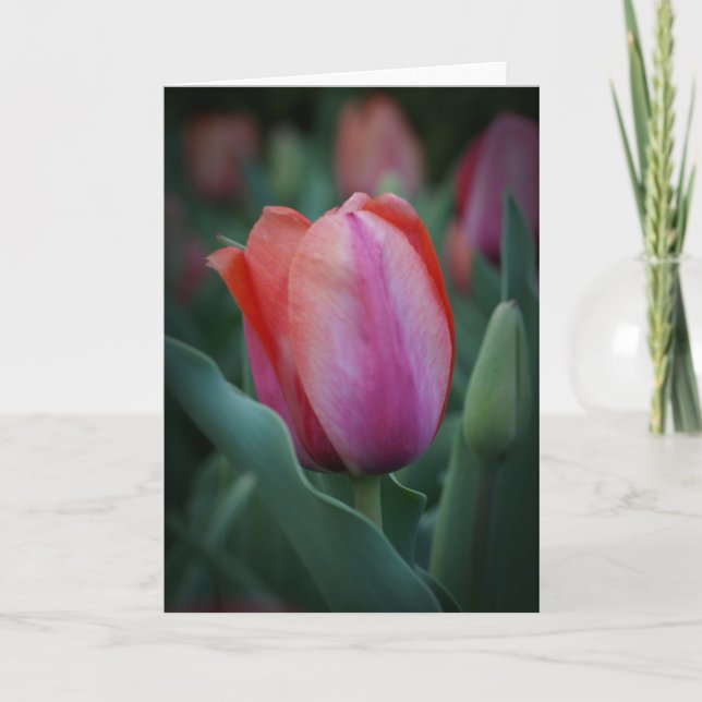 Carte de voeux rouge et rose Tulip (Devant)