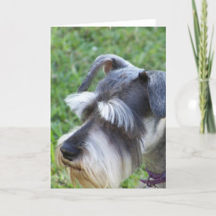 Carte de voeux Schnauzer