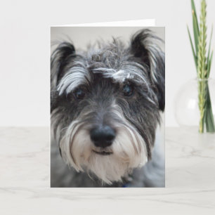 Carte de voeux Schnauzer Chien