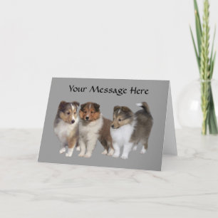 Carte de voeux Sheltie