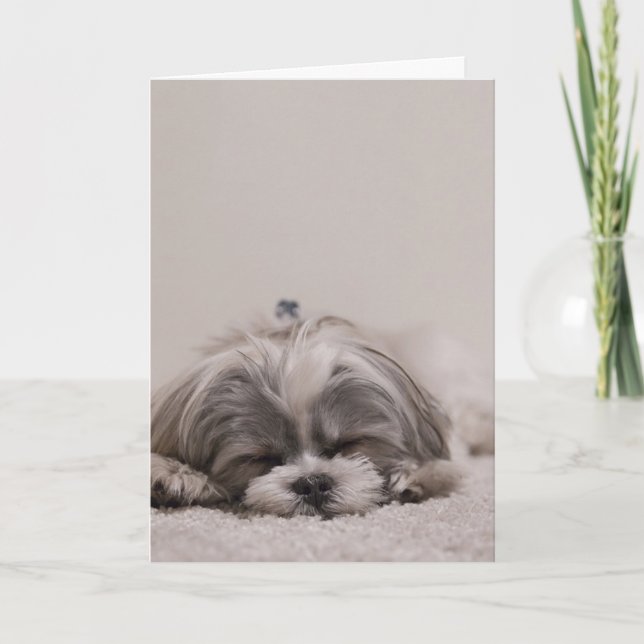 Carte de voeux Shih tzu, Chien couchant (Devant)