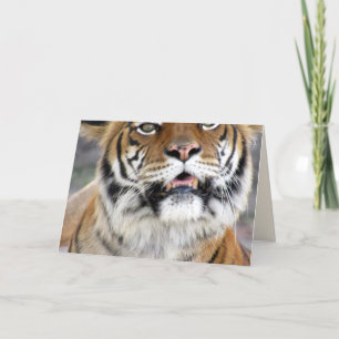 Carte de voeux Silly Tiger