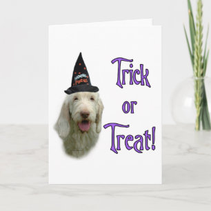 Carte de voeux Spinone Trick