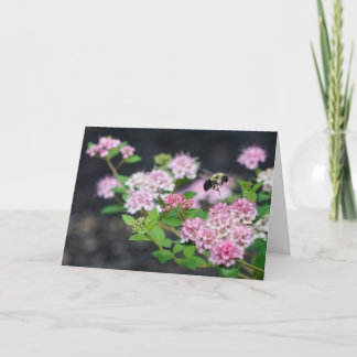 Carte de voeux - Spirea rose avec abeille