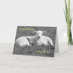 Carte de voeux Spring Lamb