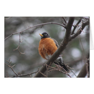 Carte de voeux Spring Robin