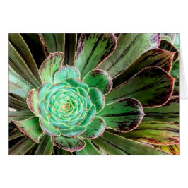 Carte de voeux Succulent aeonium