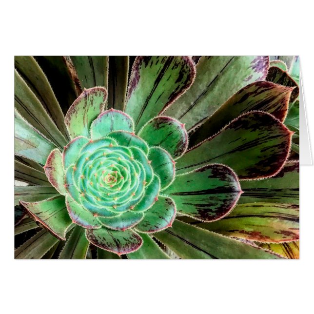 Carte de voeux Succulent aeonium (Devant Horizontal)