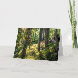 Carte de voeux Sunlit Forest (vide)