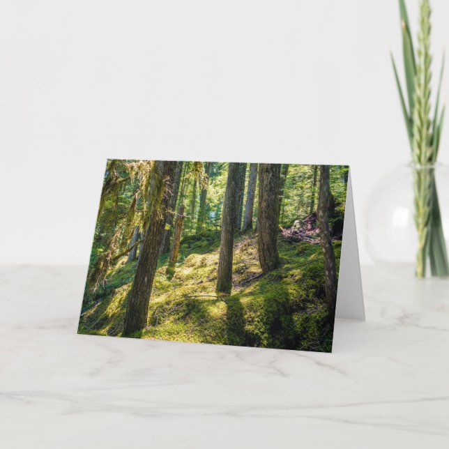 Carte de voeux Sunlit Forest (vide) (Devant)
