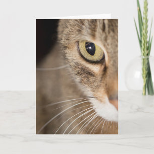Carte de voeux Tabby Cat Face Photo Vierge