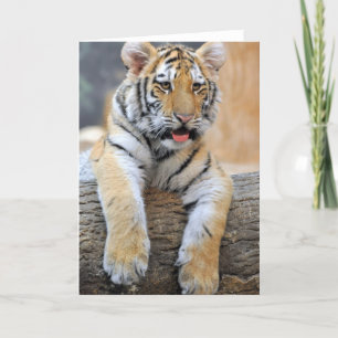 Carte de voeux Tiger Cub