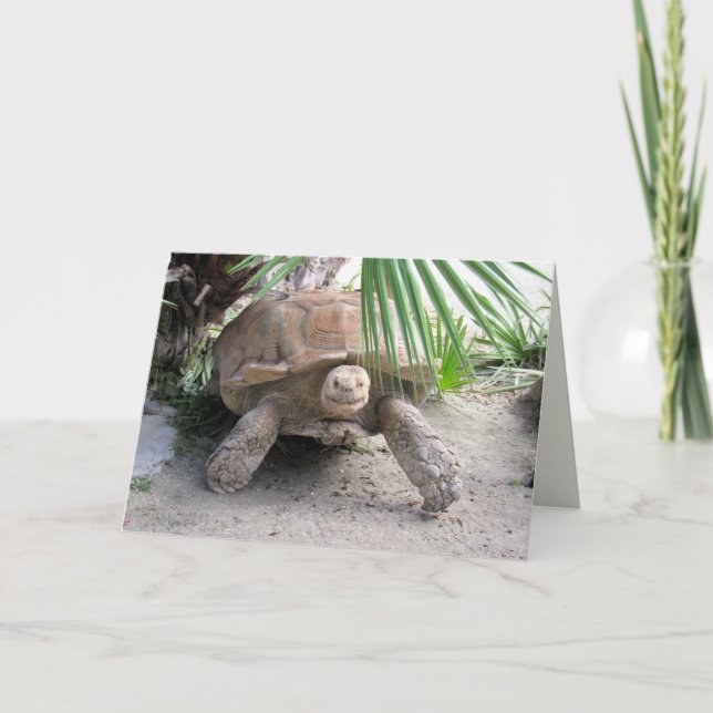Carte de voeux Tortoise (Devant)