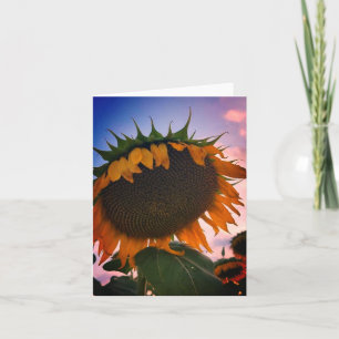 Carte de vœux Tournesol