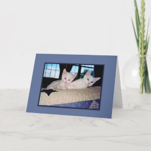 Carte de voeux Turc Angora Kittens