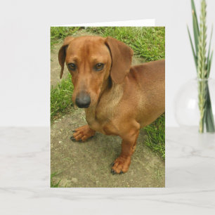 Carte de voeux verticale Daschund