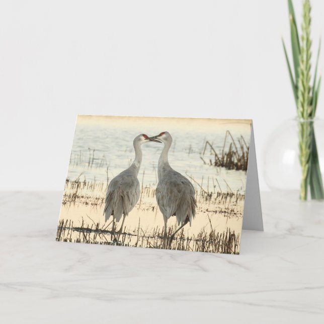Carte de voeux vierge avec Grues Sandhill (Devant)