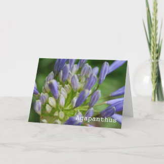 Carte de voeux vierge d'Agapanthus