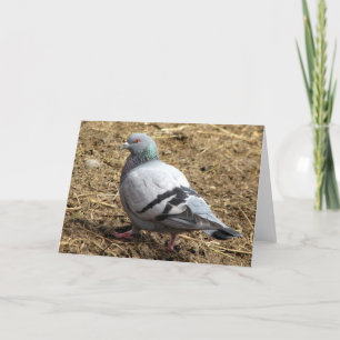 Carte de voeux vierge de pigeon