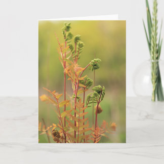 Carte de voeux vierge Ferns tôt le matin