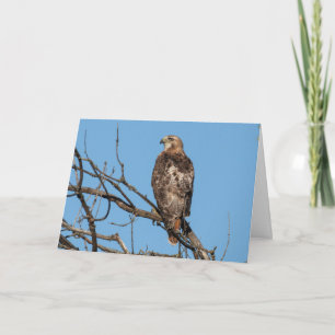 Carte de voeux vierge Hawk