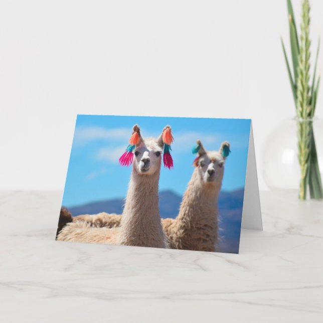 Carte de voeux vierge - Llamas (Devant)