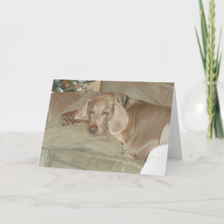 Carte de voeux Weimaraner