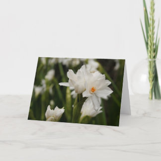 Carte de voeux White Jonquils