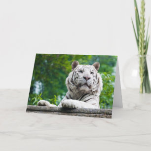 Carte de voeux White Tiger
