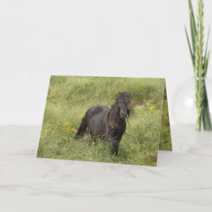 Carte de voeux Wild Sable Island Stallion