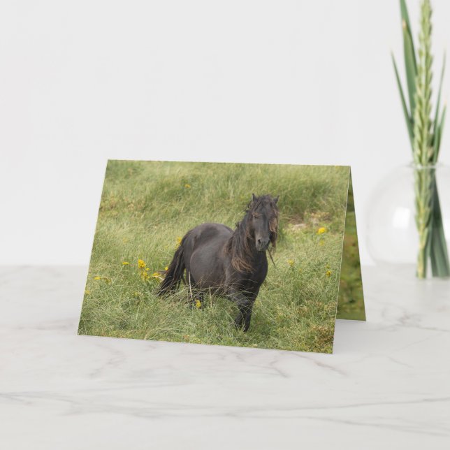 Carte de voeux Wild Sable Island Stallion (Devant)